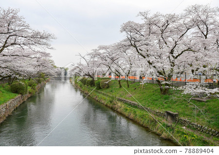 從東京羽村市羽村橋看玉川渡槽的櫻花 春天 78889404