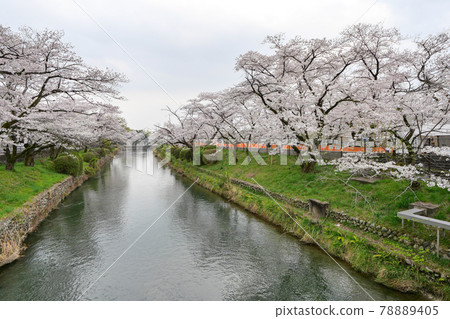 Cherry blossoms in Tamagawa Aqueduct seen from Hamura Bridge, Hamura City, Tokyo Spring 78889405