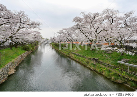 Cherry blossoms in Tamagawa Aqueduct seen from Hamura Bridge, Hamura City, Tokyo Spring 78889406