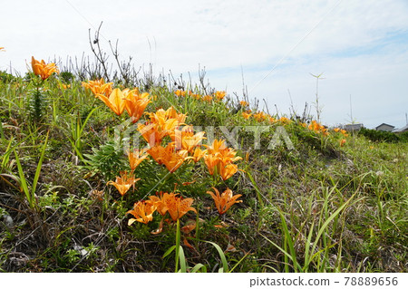 茨城縣鹿島市折津草甸盛開的橙花百合風景 茨城縣鹿島市折津草甸盛開的橙花百合風景 78889656
