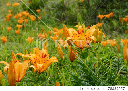 茨城縣鹿島市折津草甸上盛開的橙花百合花圖片 78889657