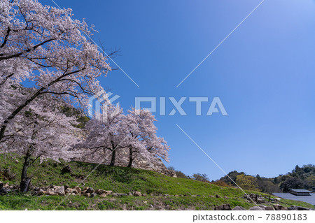 Tottori City, Tottori Prefecture Spring Tottori Castle Ninomaru Sakura and Ishigaki Tottori City, Tottori Prefecture Spring Tottori Castle Ninomaru Sakura and Ishigaki 78890183