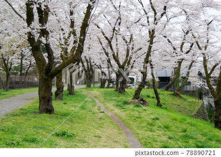 東京羽村市羽村堰玉川渡槽旁的櫻花路 78890721