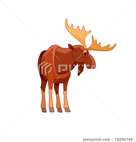 Moose or Elk, Alces alces. Beautiful animal in the nature habitat front view. Wildlife scene. Cartoon character vector flat illustration isolated on a white background Moose or Elk, Alces alces. Beautiful animal in the nature habitat front view. Wildlife scene. Cartoon character vector flat illustration isolated on a white background 78890748