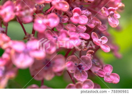 Image of Popcorn hydrangea flower close-up