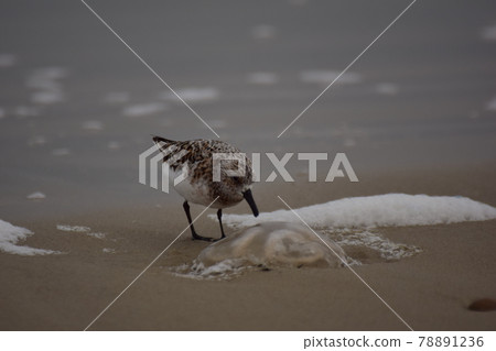 Calidris alba - Sanderling at the beach picking a jellyfish 78891236