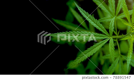 Marijuana leaf illustrations on cannabis Dark background, beautiful background, top corner picture 78891547