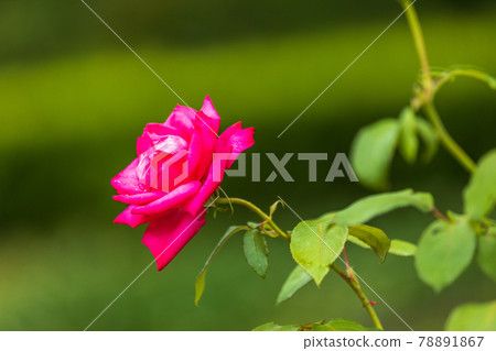 Landscape of flower green park, rose flowers, image, rainy season [June] 78891867