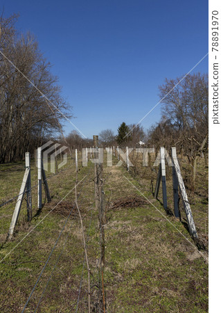 Young Vineyard at the begning of the spring 78891970