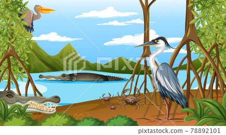 Animals live in Mangrove forest at daytime scene - Stock Illustration  [78892101] - PIXTA