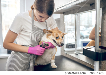 Female groomer cutting claws to a cute dog 78892378