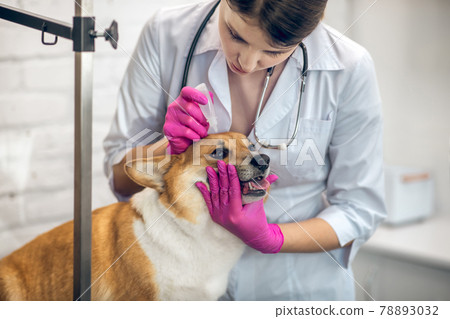 Vet doctor dropping eye drop to dogs eyes 78893032