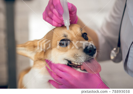Vet doctor dropping eye drop to dogs eyes 78893038