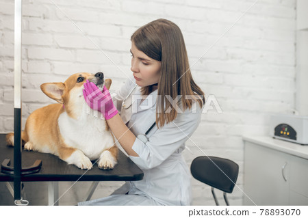 Veterenary doctor examining a dog in a clinic Veterenary doctor examining a dog in a clinic 78893070