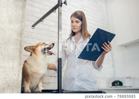 Cute dog being examined by the vet in a clinic 78893085