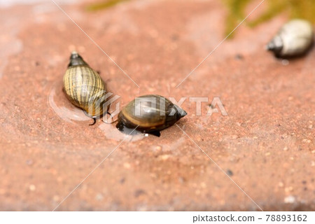 Physella acuta taken out of the medaka aquarium 78893162