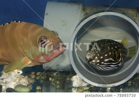 White-spotted puffer fish Fugu Akahata grouper White-spotted puffer fish Fugu Akahata grouper 78893710