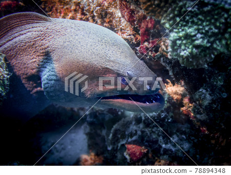 Moray eel on a coral reef at the bottom of the Indian Ocean Moray eel on a coral reef at the bottom of the Indian Ocean 78894348