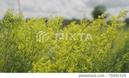 Yellow flowers in the meadow sway in the wind against the background of a blue sky, the concept of growing wildflowers, beautiful grass growing in a wooded area in nature Yellow flowers in the meadow sway in the wind against the background of a blue sky, the concept of growing wildflowers, beautiful grass growing in a wooded area in nature 78895324