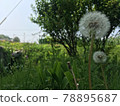 Dandelion fluff 78895687