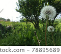 Dandelion fluff 78895689