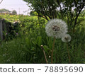 Dandelion fluff 78895690