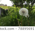 Dandelion fluff 78895691