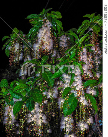 玉蕊 玉蕊 78895808