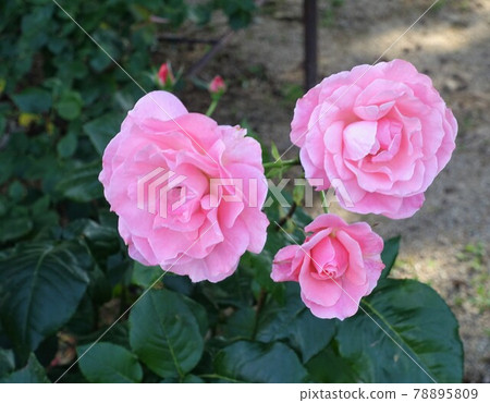 3朵粉紅玫瑰 3朵粉紅玫瑰 78895809