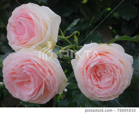 粉紅玫瑰3輪2個 78895810