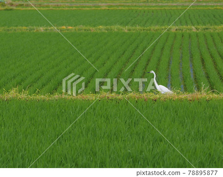 Early summer rice fields and Great Egret Early summer rice fields and Great Egret 78895877