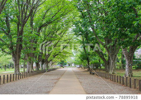 Narita City, Chiba Prefecture Summer Sanrizuka Memorial Park Horse Chestnut Trees 78895918