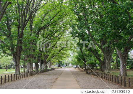 Narita City, Chiba Prefecture Summer Sanrizuka Memorial Park Horse Chestnut Trees 78895920