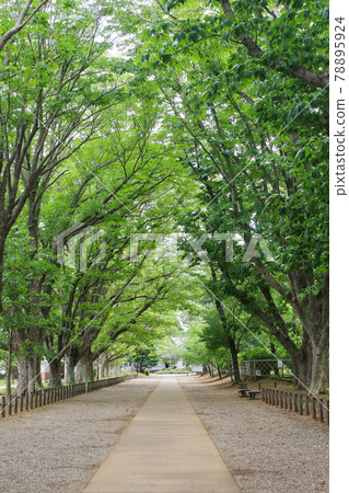 千葉縣成田市夏季三里塚紀念公園七葉樹 照片素材 圖片 圖庫