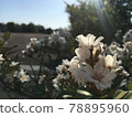 Flower that reflects light 78895960