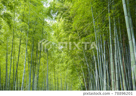 京都嵐山竹林小直徑 78896201