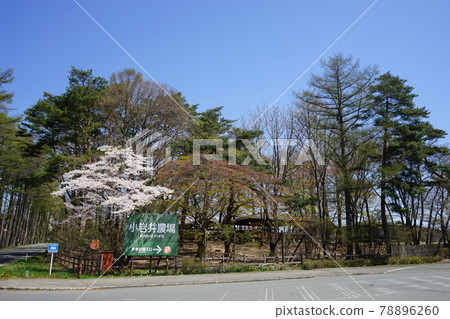 Spring cherry blossoms at Koiwai Farm are in full bloom Spring cherry blossoms at Koiwai Farm are in full bloom 78896260