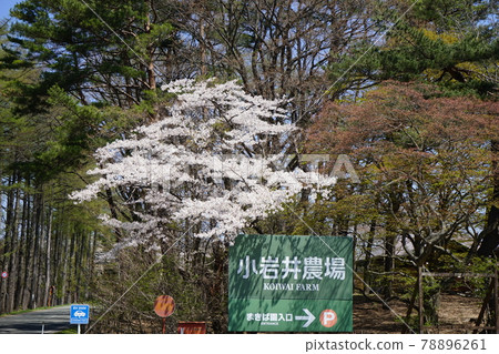 Spring cherry blossoms at Koiwai Farm are in full bloom Spring cherry blossoms at Koiwai Farm are in full bloom 78896261