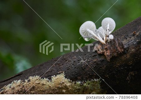 Oudemansiella mucida Oudemansiella mucida 78896408