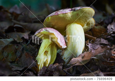 Butyriboletus regius Butyriboletus regius 78896409