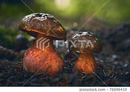 neoboletus luridiformis neoboletus luridiformis 78896410