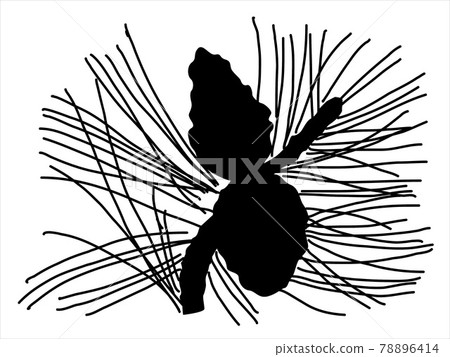 Pine leaf in the doodle style. Hand-drawn silhouette with a fir cone. Botanical vector illustration Pine leaf in the doodle style. Hand-drawn silhouette with a fir cone. Botanical vector illustration 78896414