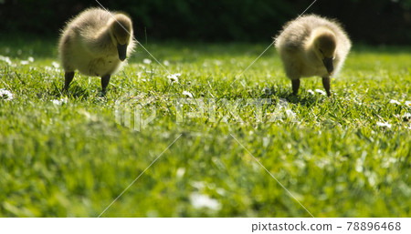Two young geese with fluffy feathers waddle over the green grass, depth of field limited to the middle part of the image, wildlife 78896468