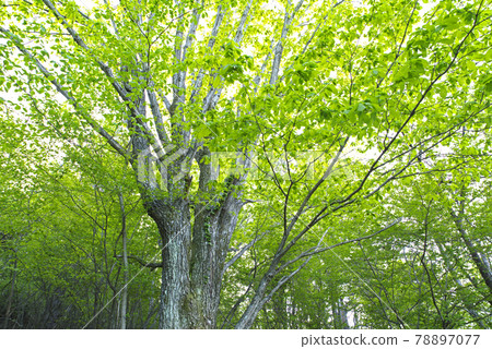 Fresh green in the forest Fresh green in the forest 78897077