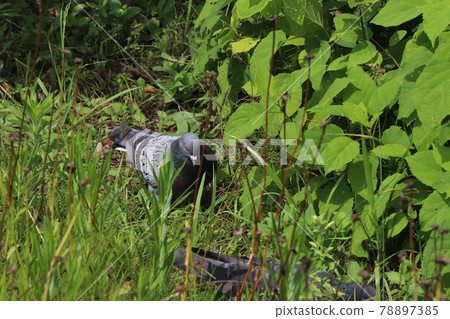Rock pigeon looking for food in the early summer field 78897385