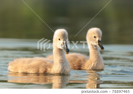 Cygnets on the water during sunset 78897465