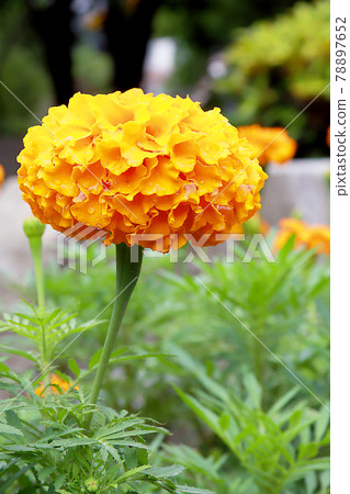 Taiwan, Beiyang Highway, Guguan, Wanshugiku 78897652