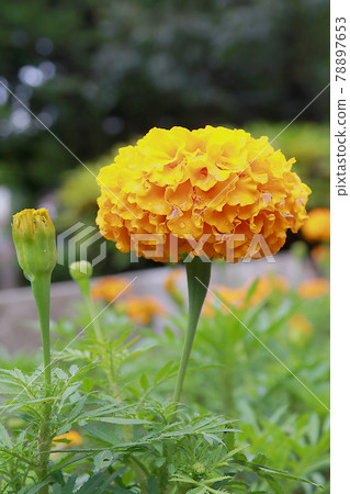 Taiwan, Beiyang Highway, Guguan, Wanshugiku 78897653