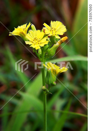 台灣，北洋公路，野菊花，黃甘藍 78897660