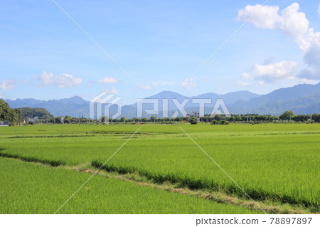 Rice field in Taiwan and Agreculture 78897897